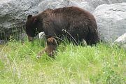 167 - Maligne Canyon, Medicine Lake, Maligne Lake - IMG_1245